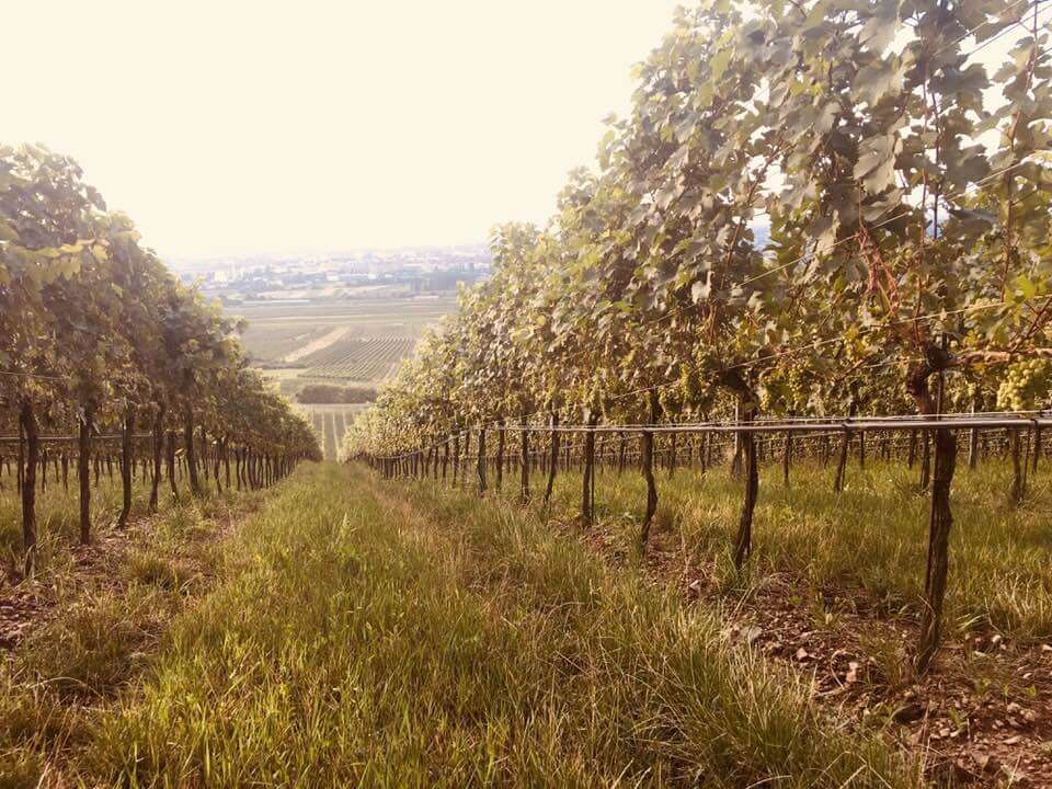 Rotgipfler reinisch vineyard